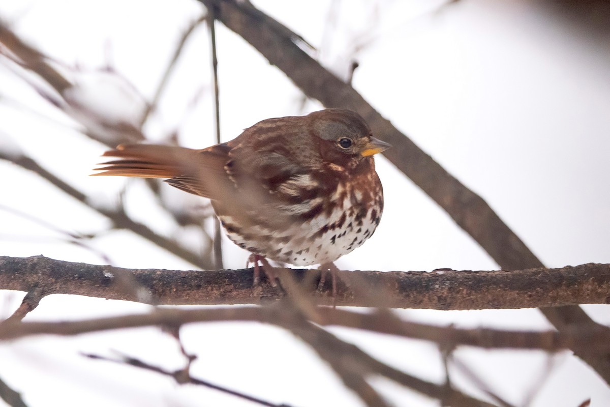 Fox Sparrow (Red) - ML646298633