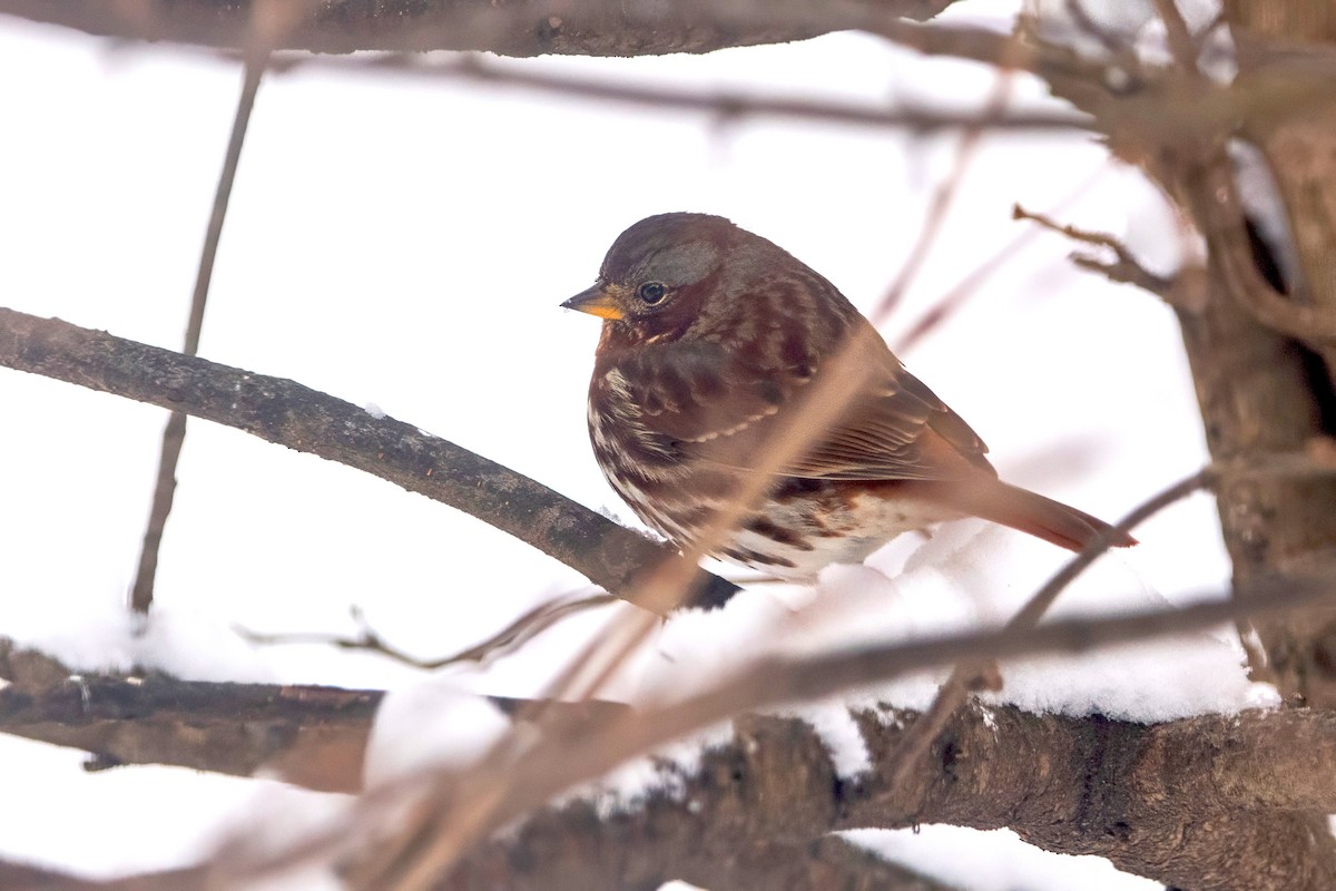 Fox Sparrow (Red) - ML646298634