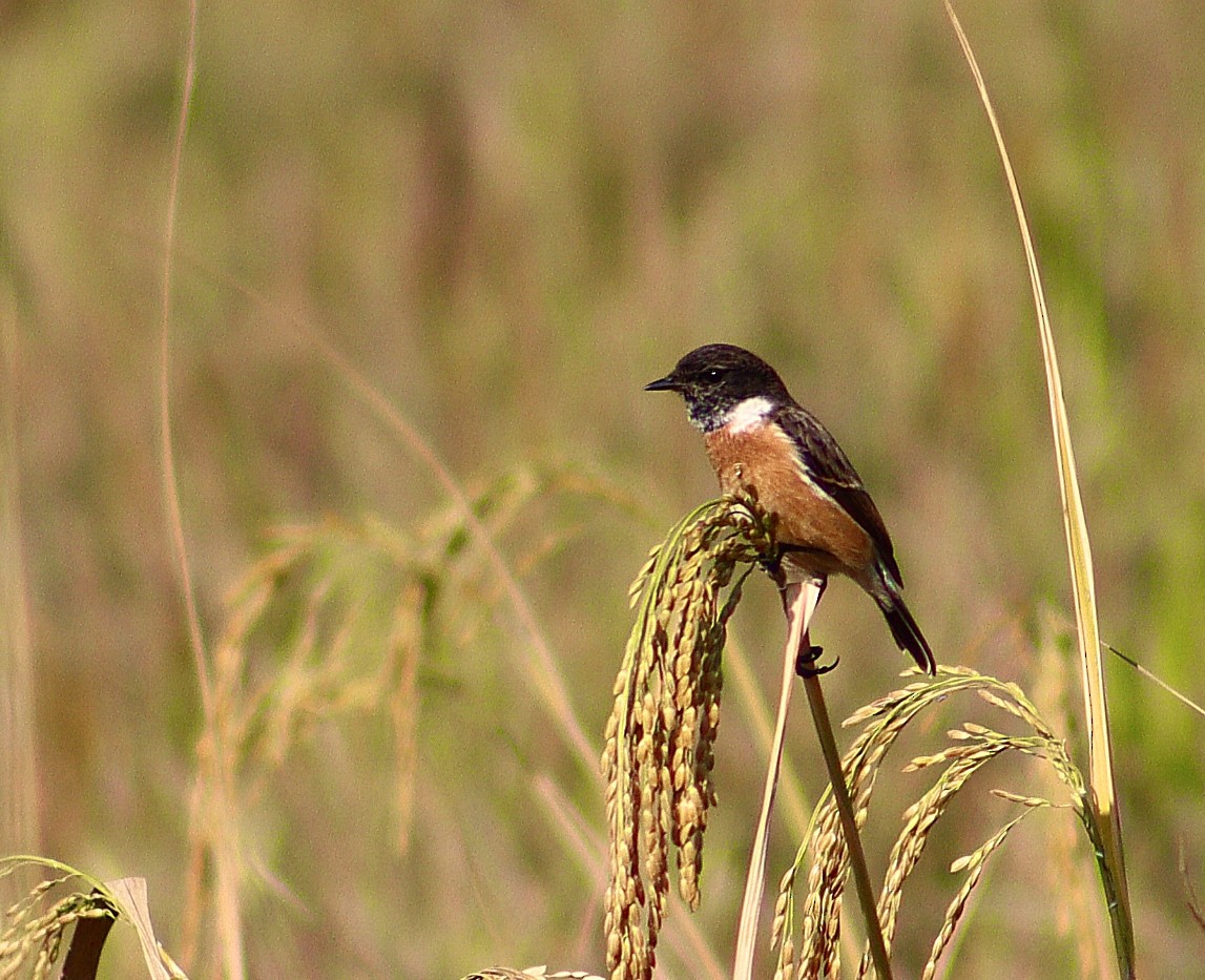 Siberian Stonechat - ML646298635