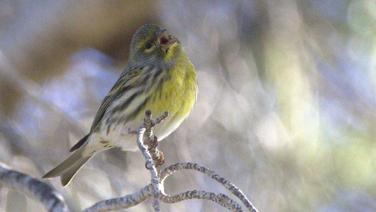 Txirriskila arrunta - ML646298638