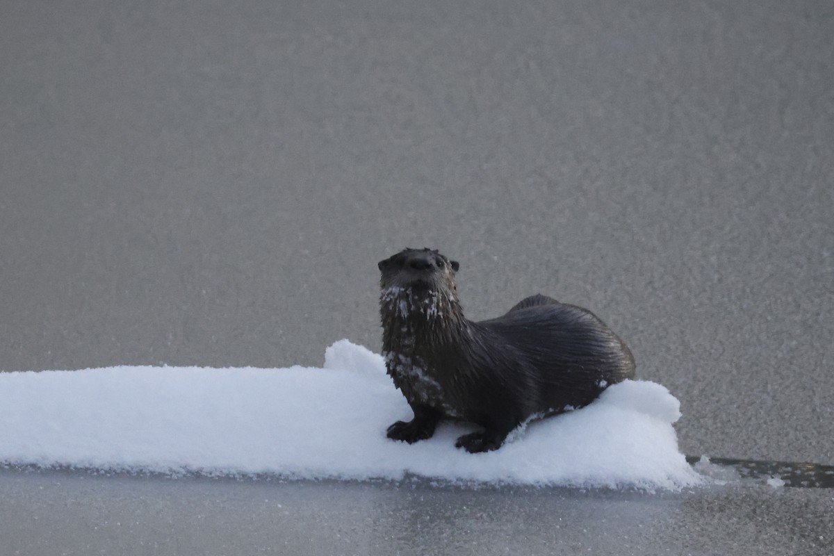 North American River Otter - ML646298640