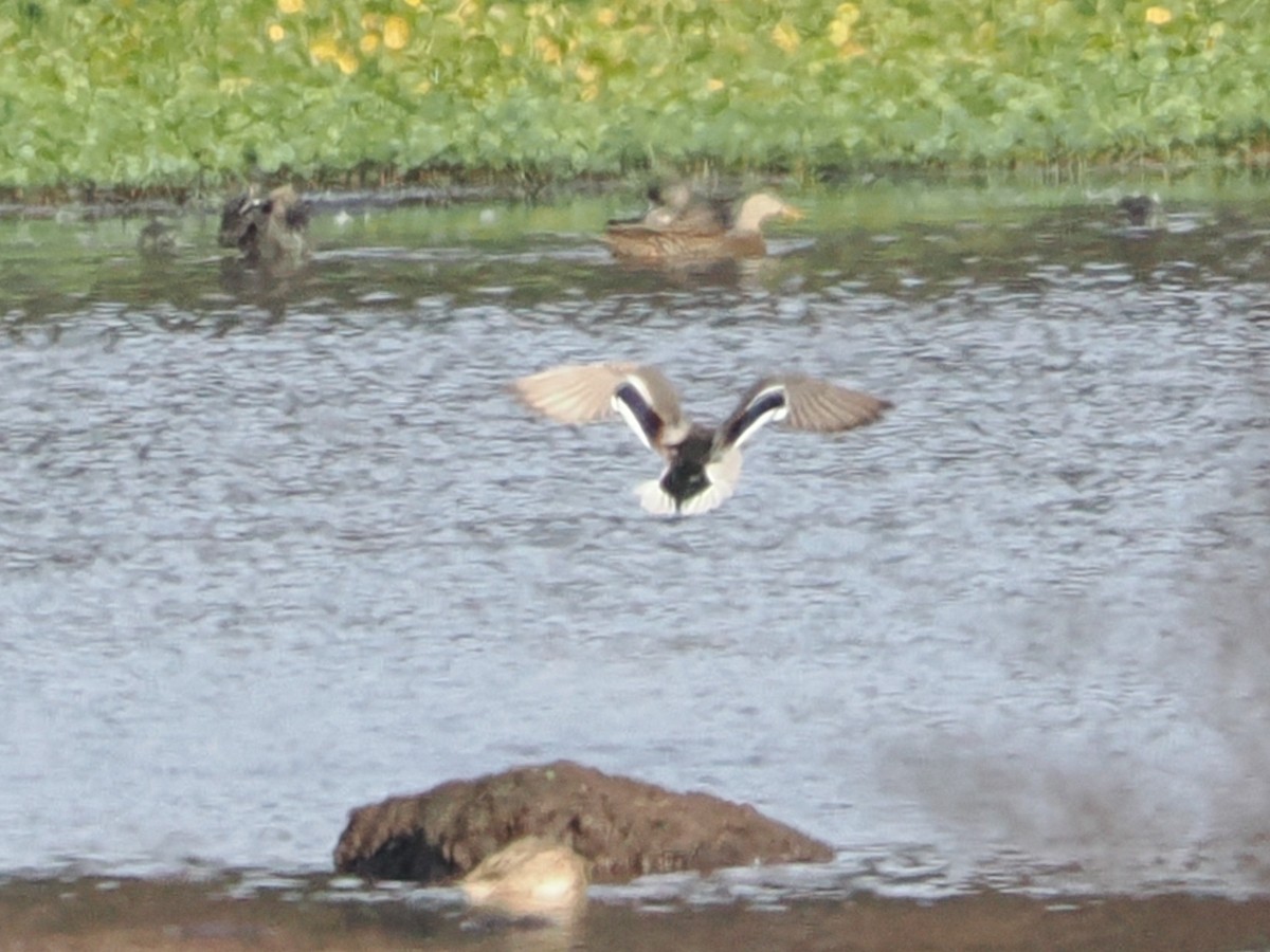 Mallard - ML646298642