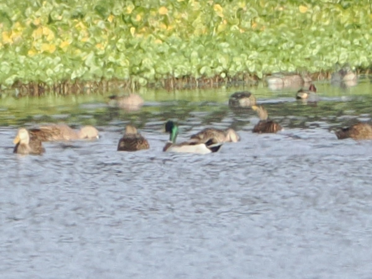 Mallard - ML646298643