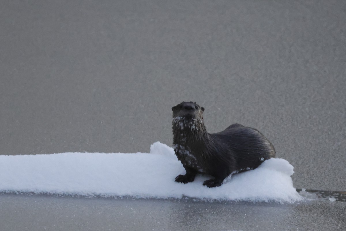 North American River Otter - ML646298644