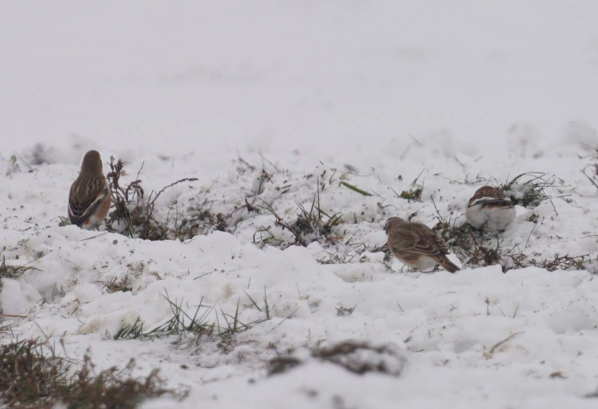 Snow Bunting - ML646298649