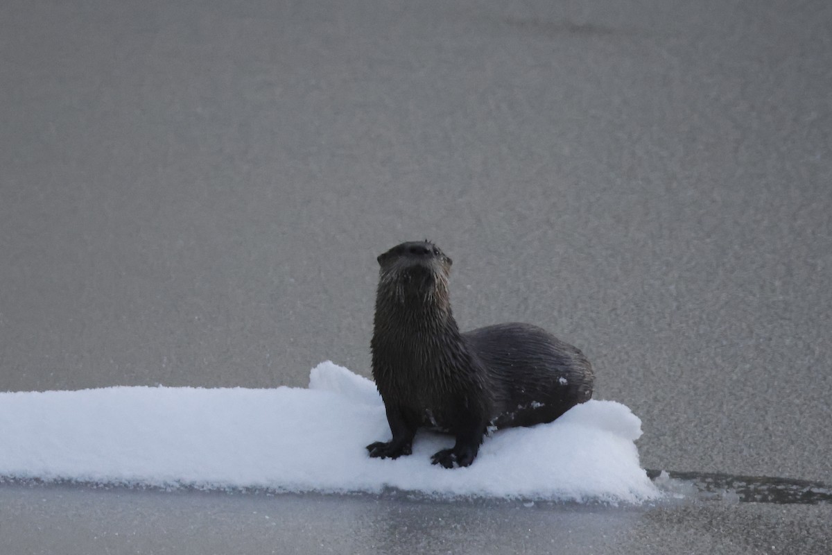 North American River Otter - ML646298652