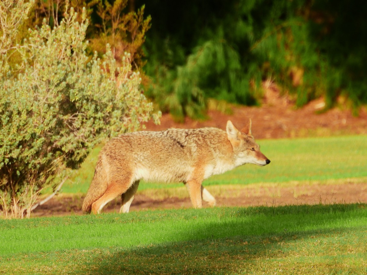 Coyote - ML646298653