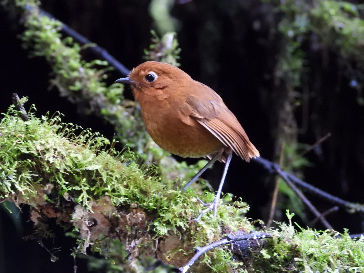 antpitta sp. (Rufous/Chestnut Antpitta complex) - ML646298654