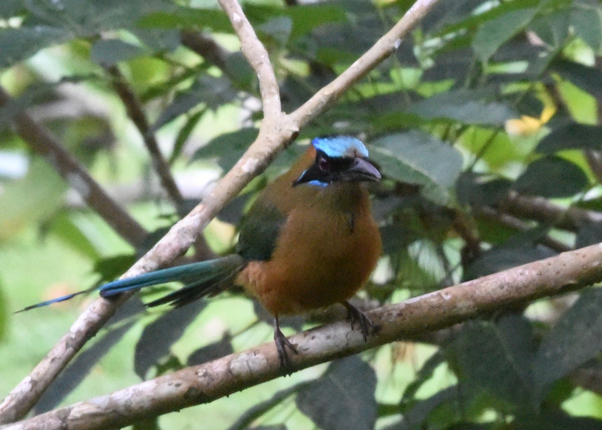 Whooping Motmot - ML646298656