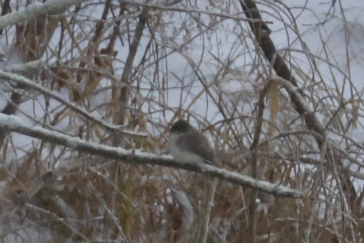 Eastern Phoebe - ML646298659