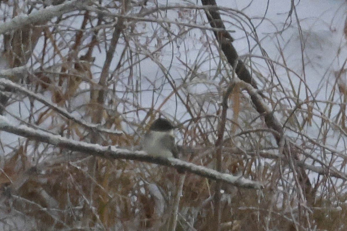 Eastern Phoebe - ML646298660
