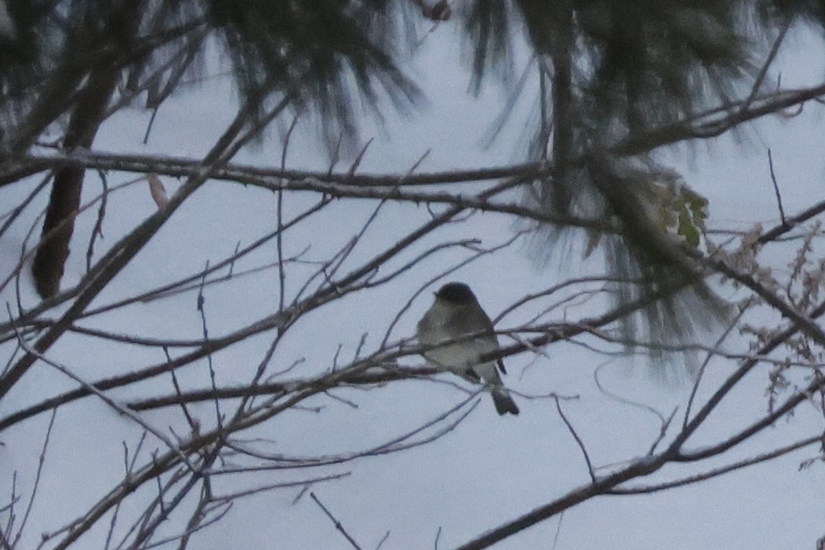 Eastern Phoebe - ML646298662