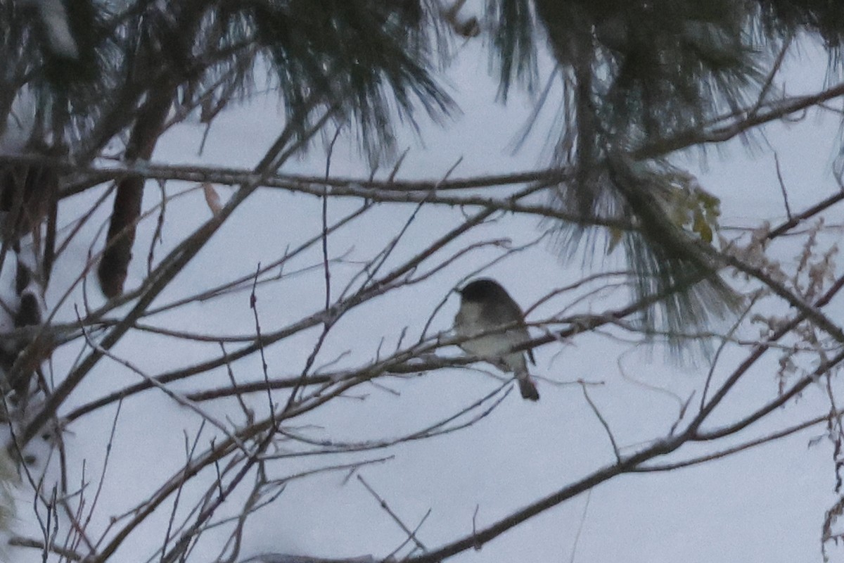 Eastern Phoebe - ML646298663