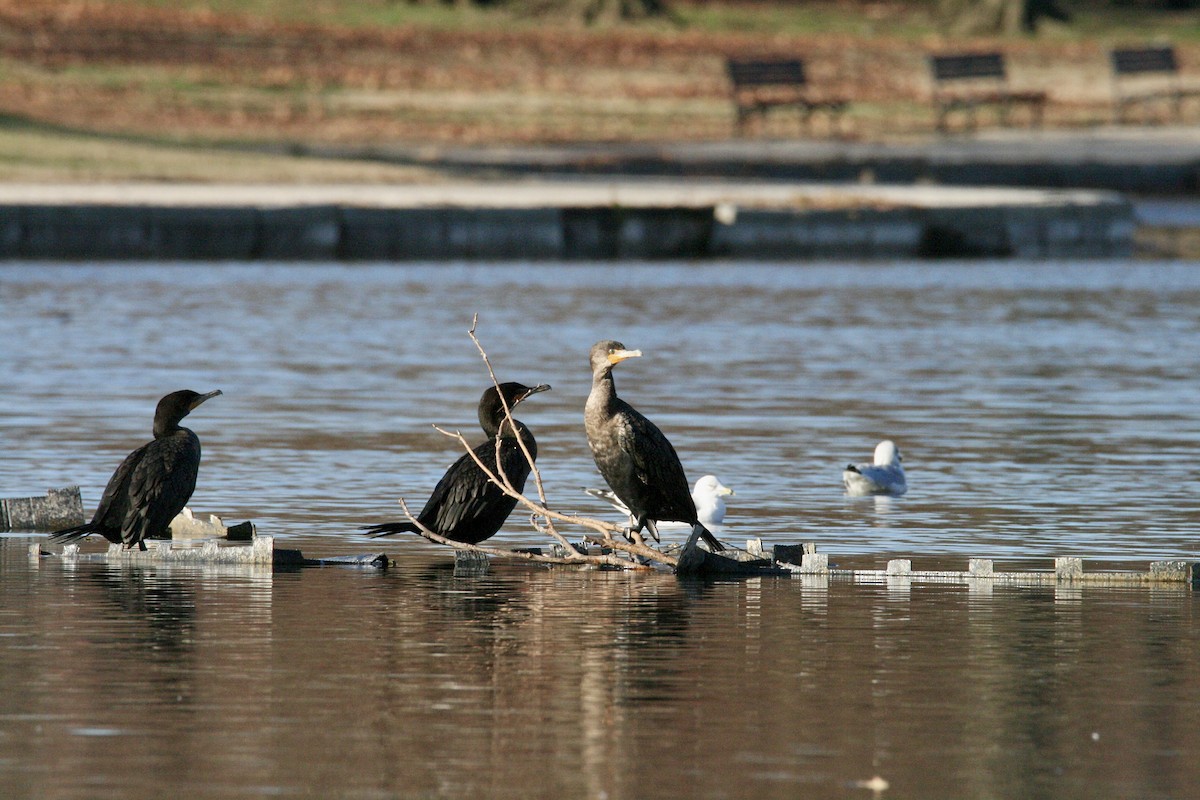Double-crested Cormorant - ML646298665