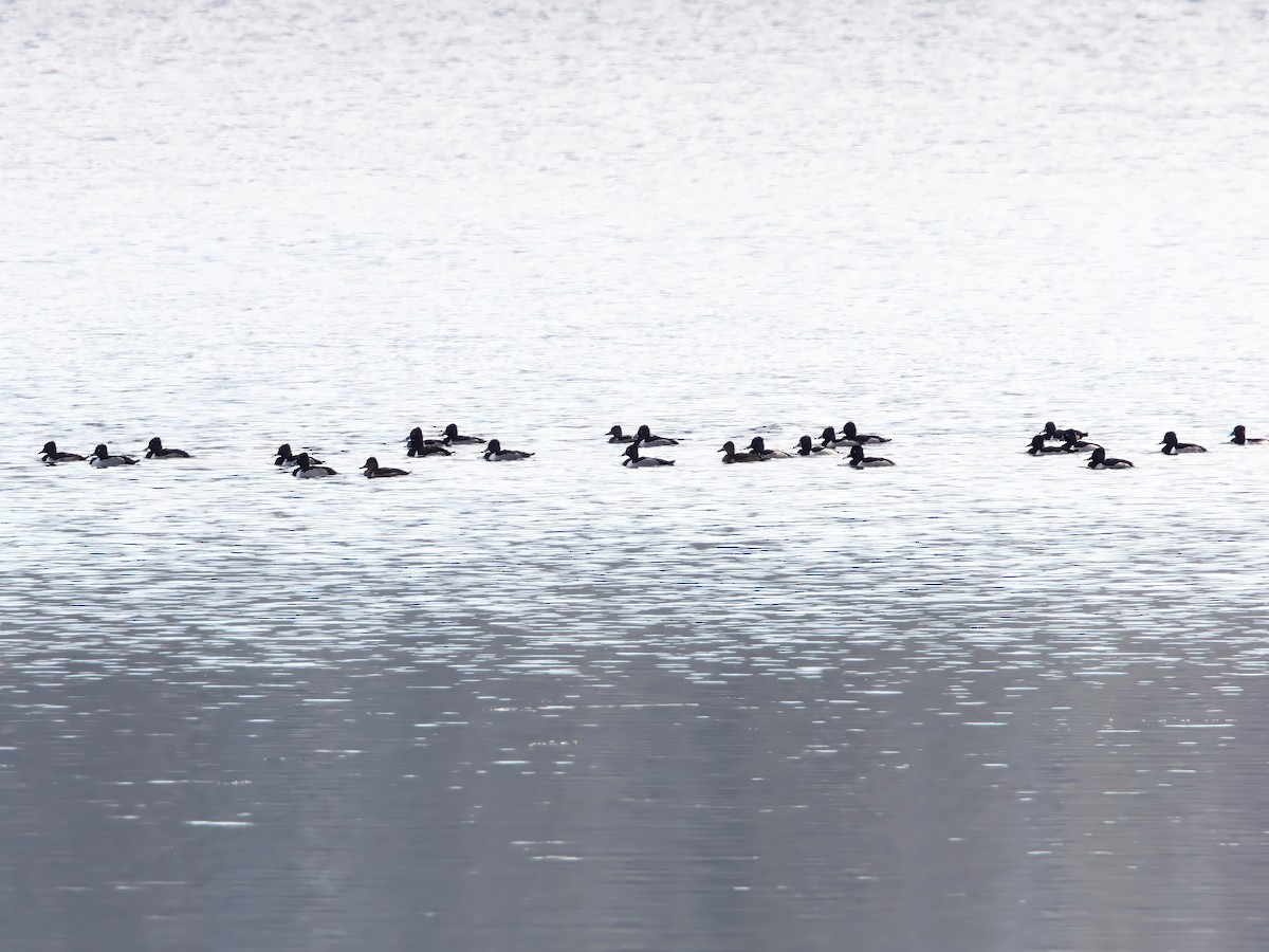 Ring-necked Duck - ML646298666