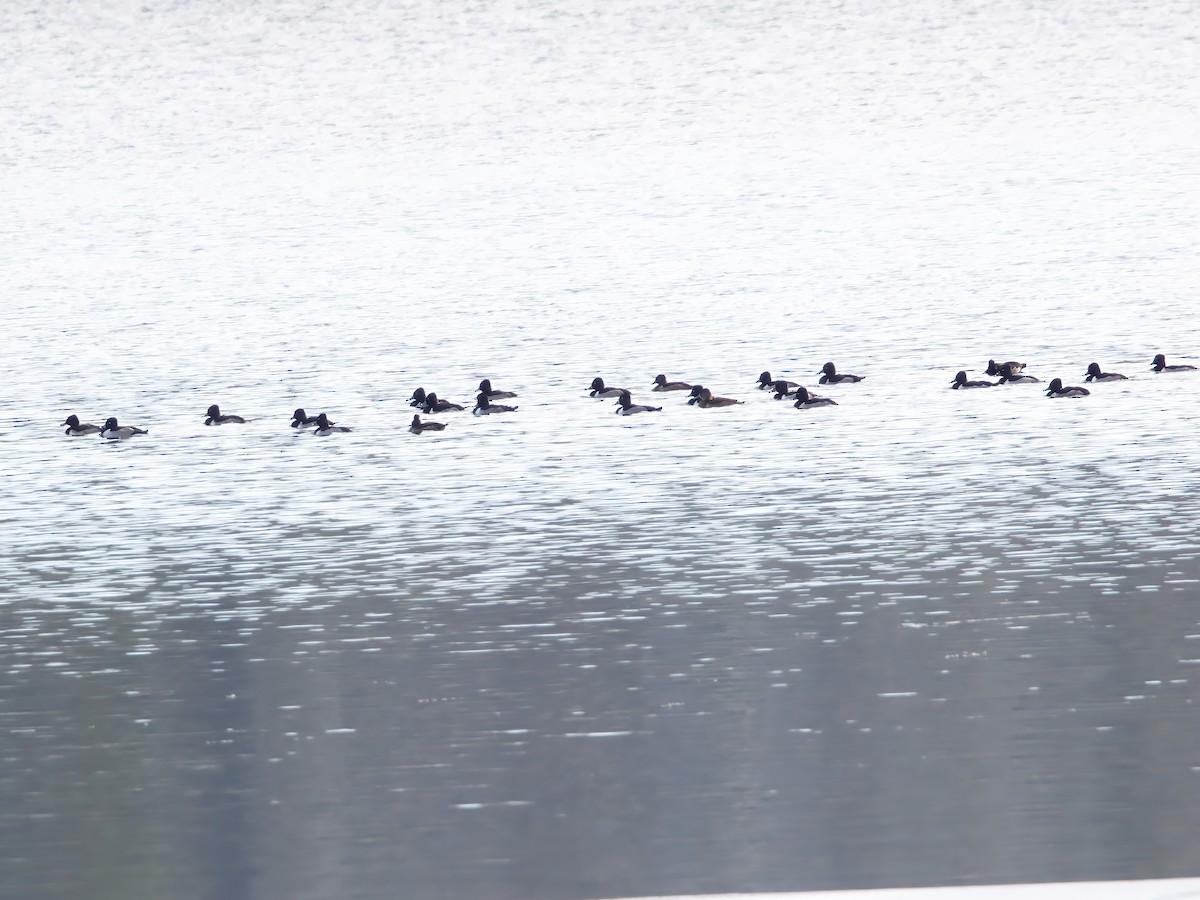 Ring-necked Duck - ML646298667