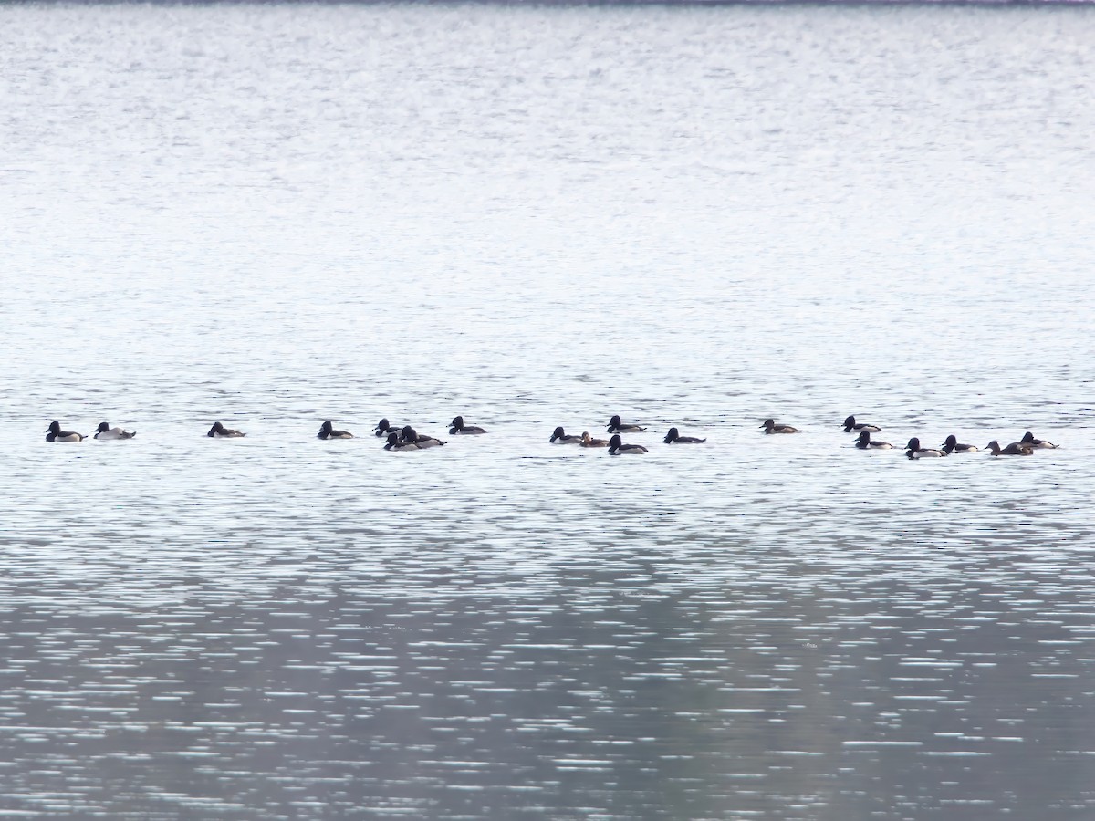 Ring-necked Duck - ML646298668