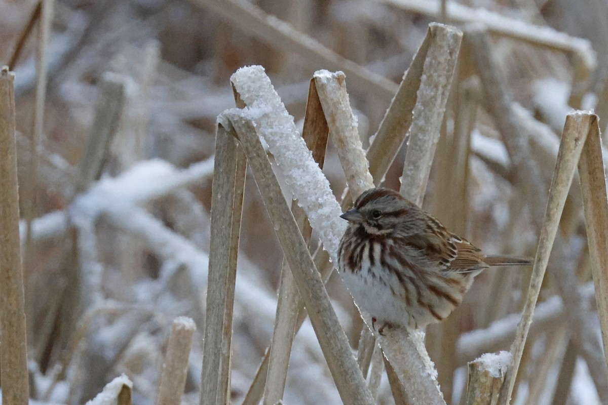 Song Sparrow - ML646298669