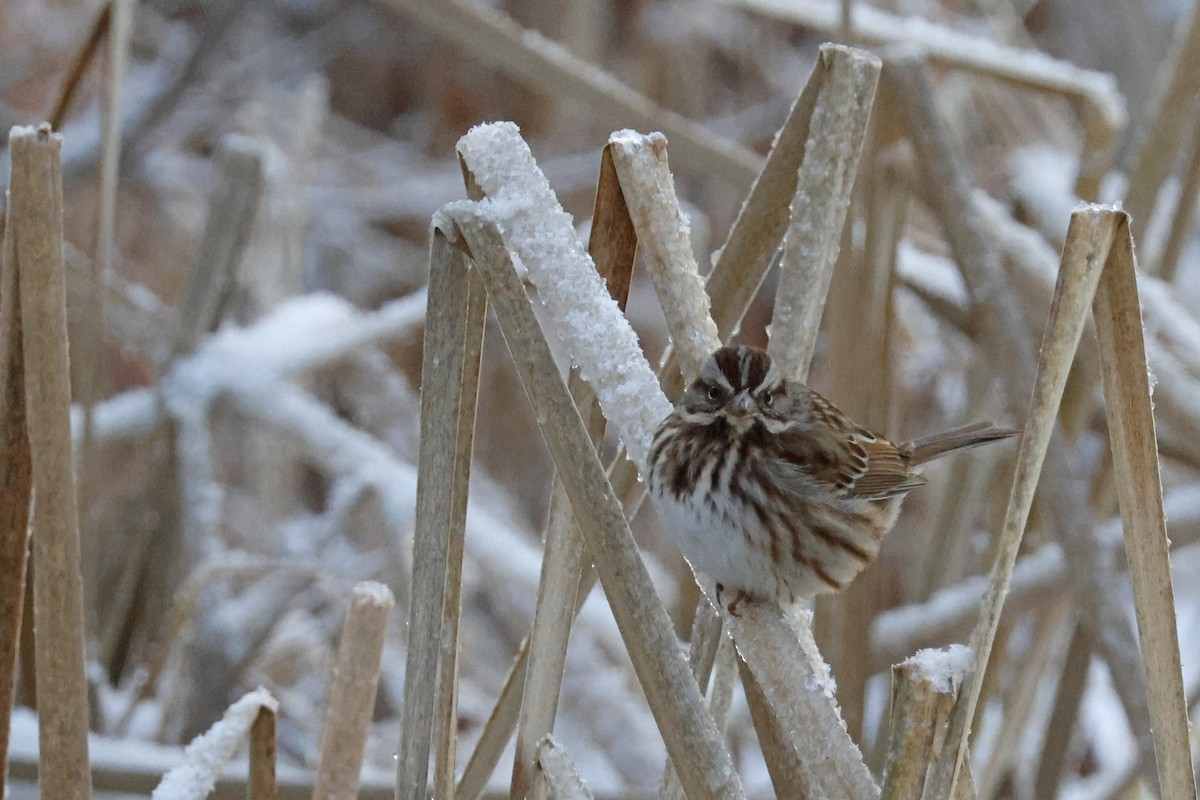 Song Sparrow - ML646298670