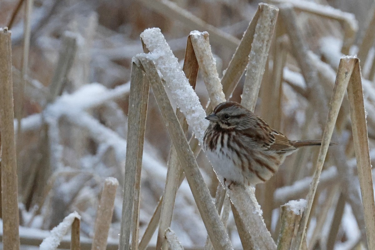Song Sparrow - ML646298671