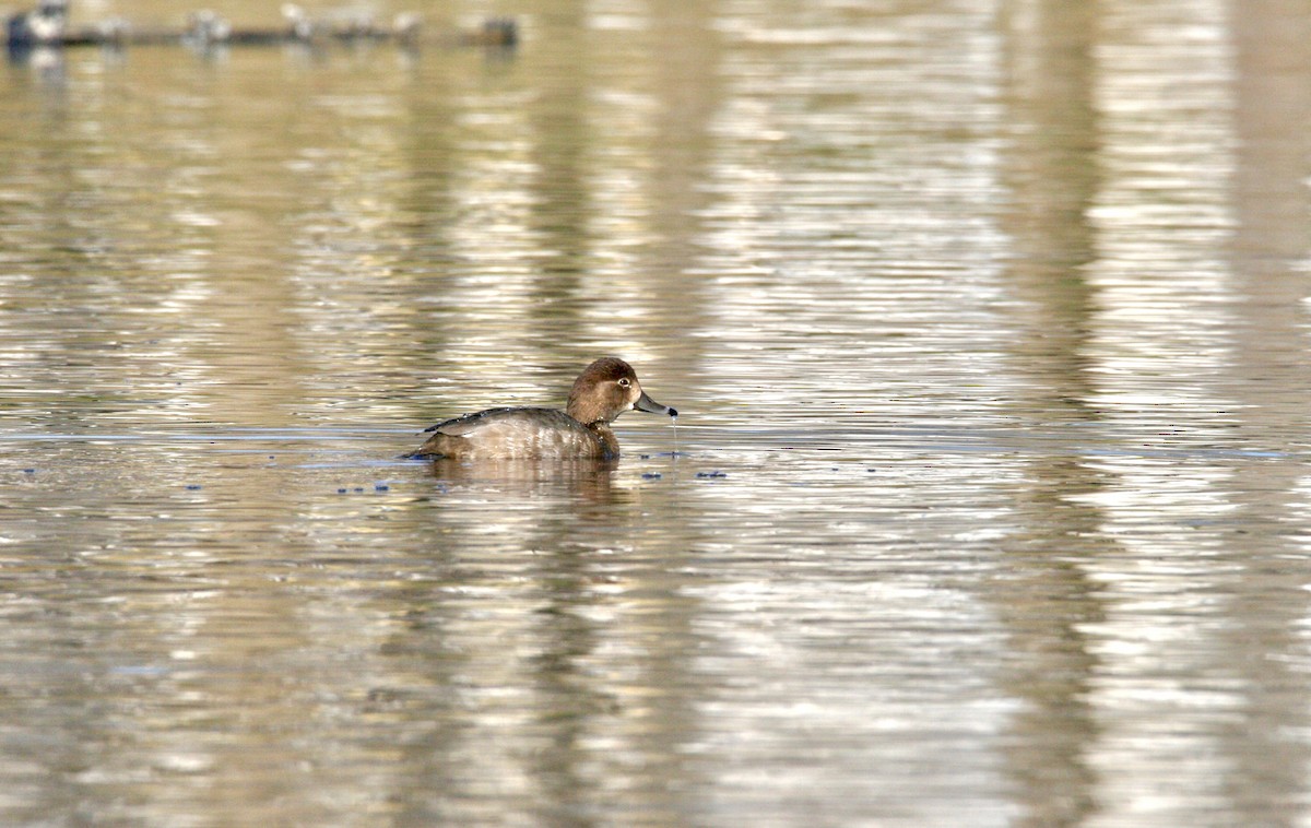 Redhead - ML646298672