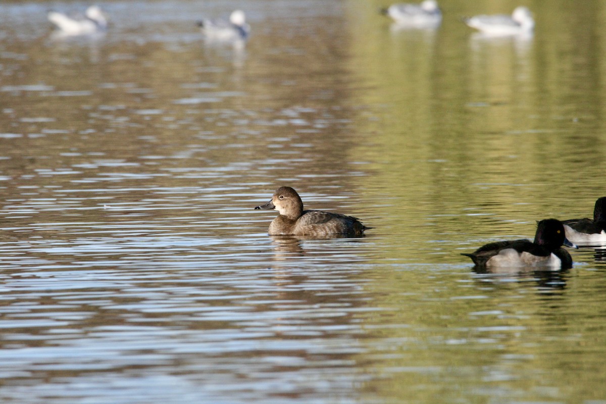Redhead - ML646298673