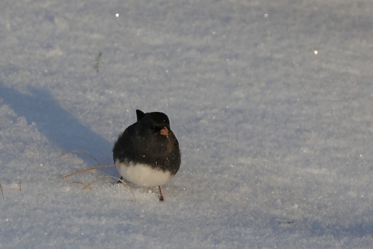 Dark-eyed Junco (Slate-colored) - ML646298678