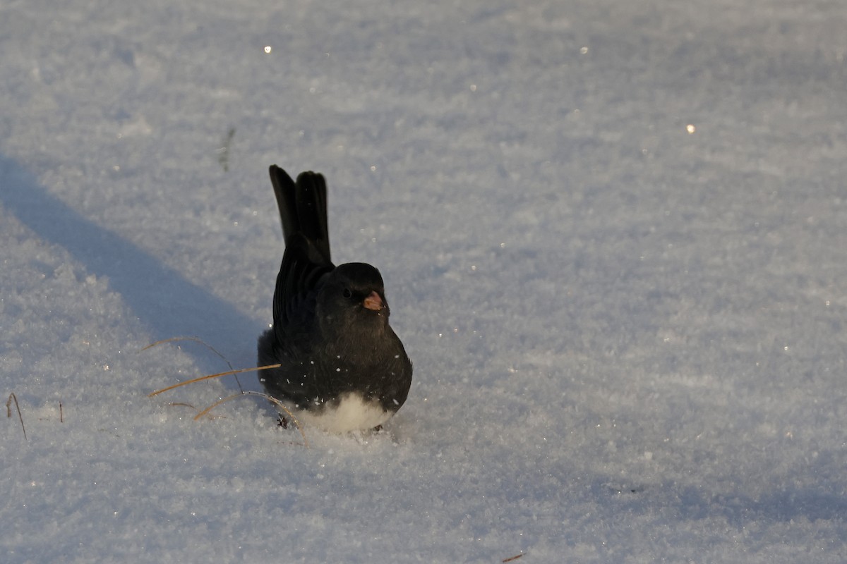 Dark-eyed Junco (Slate-colored) - ML646298679