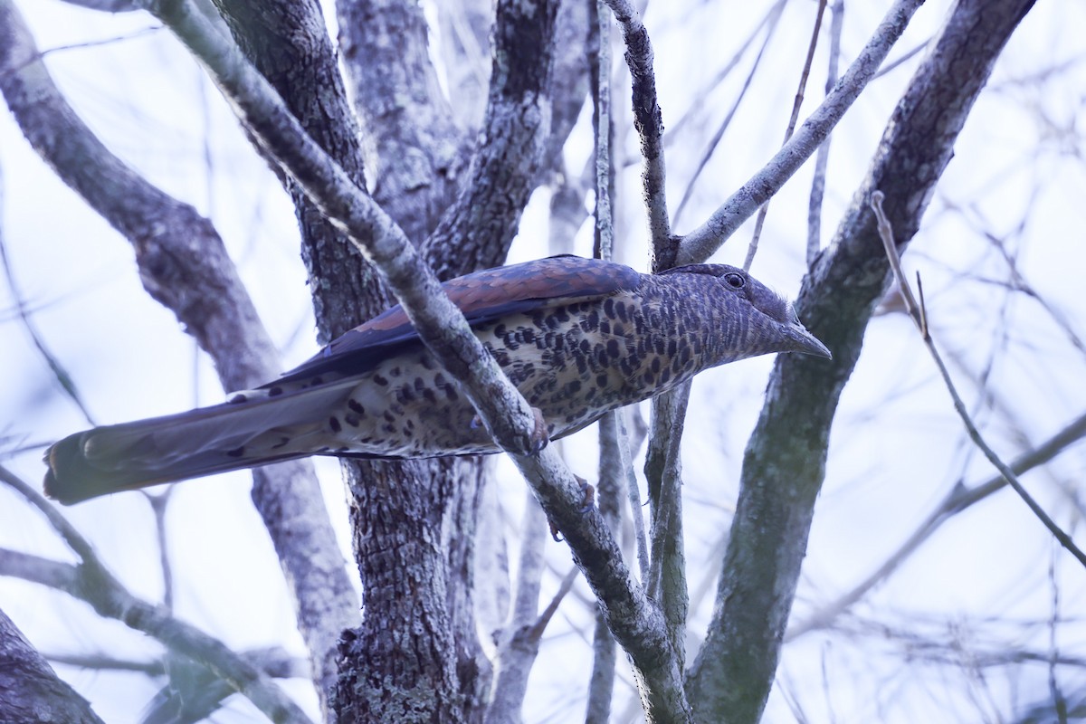 オオブッポウソウ - ML646298681