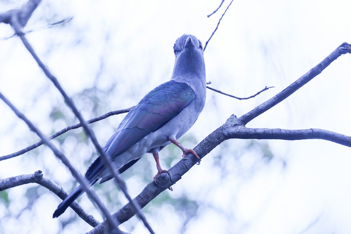 オオブッポウソウ - ML646298682