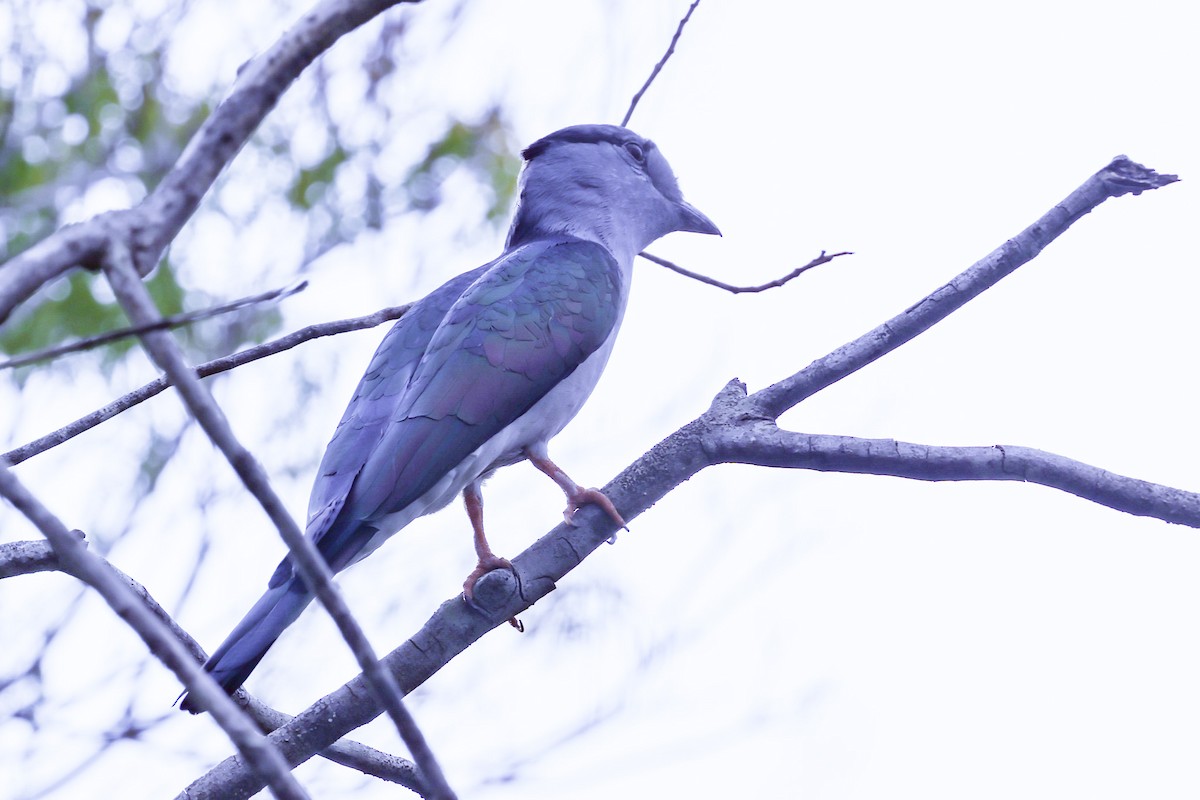 オオブッポウソウ - ML646298683