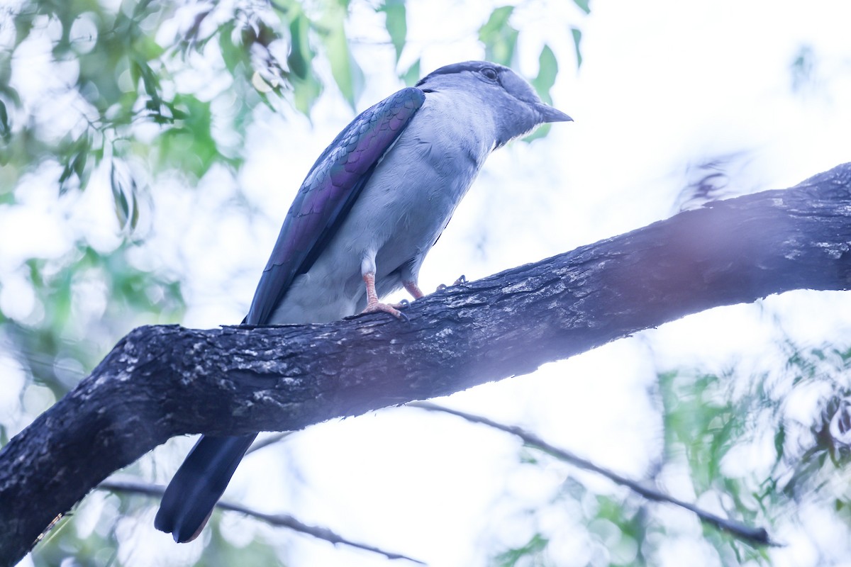 オオブッポウソウ - ML646298684