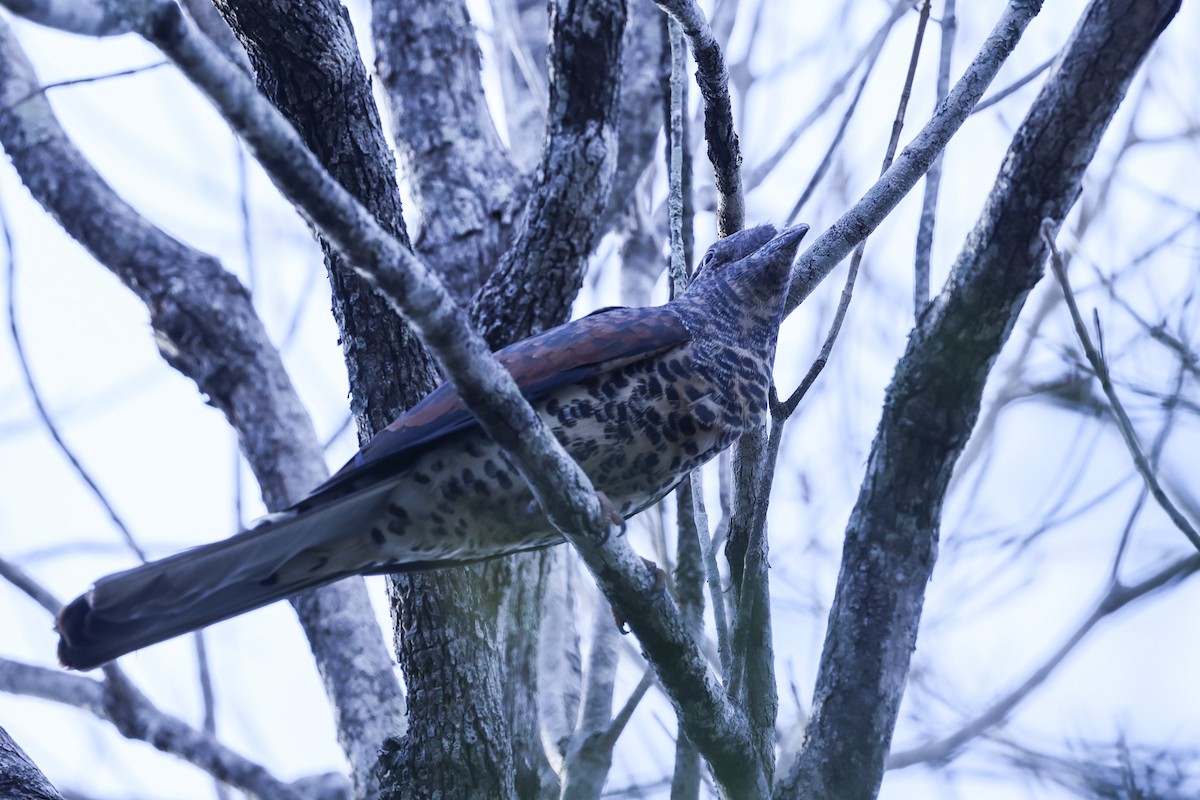 オオブッポウソウ - ML646298685