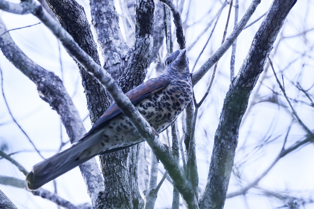 オオブッポウソウ - ML646298686