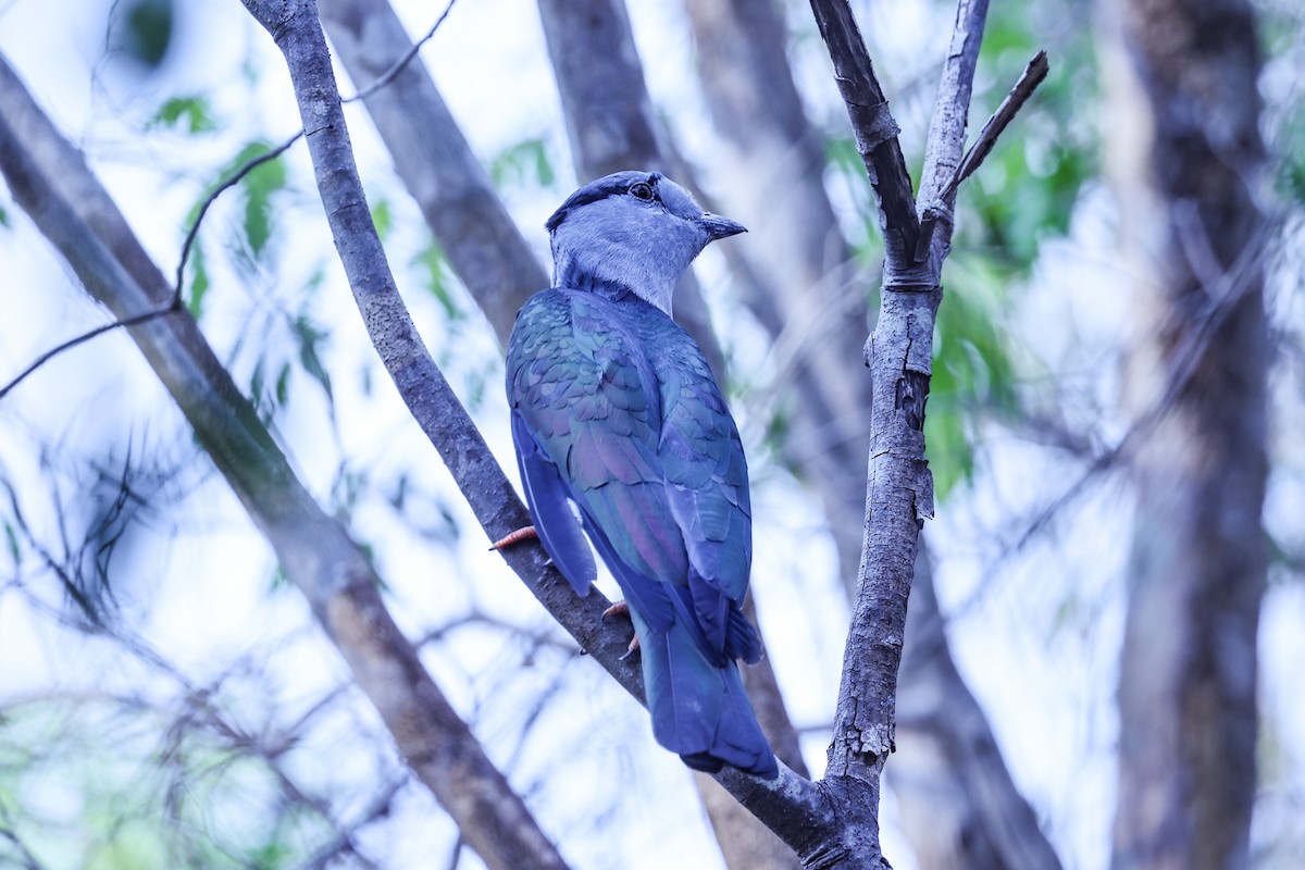 オオブッポウソウ - ML646298687