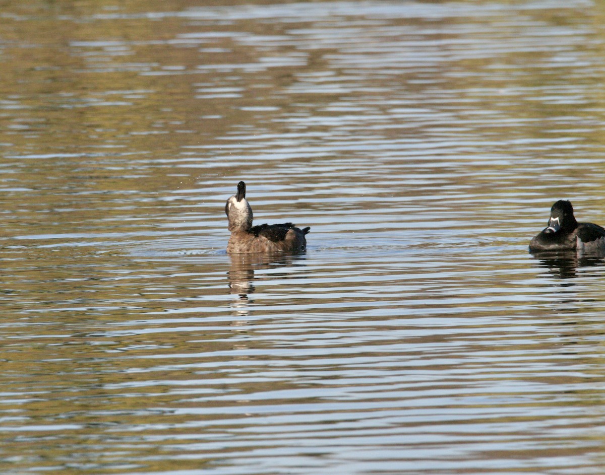 Ring-necked Duck - ML646298692