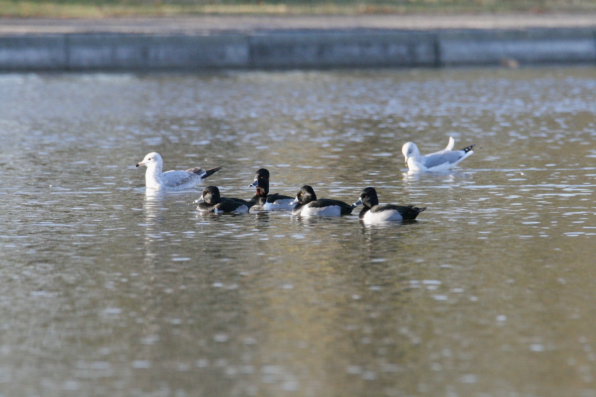 Ring-necked Duck - ML646298693