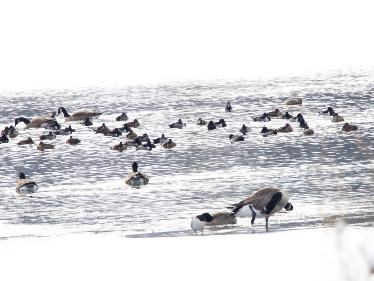Ring-necked Duck - ML646298697