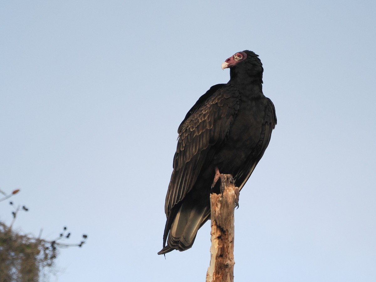 Turkey Vulture - ML646298698