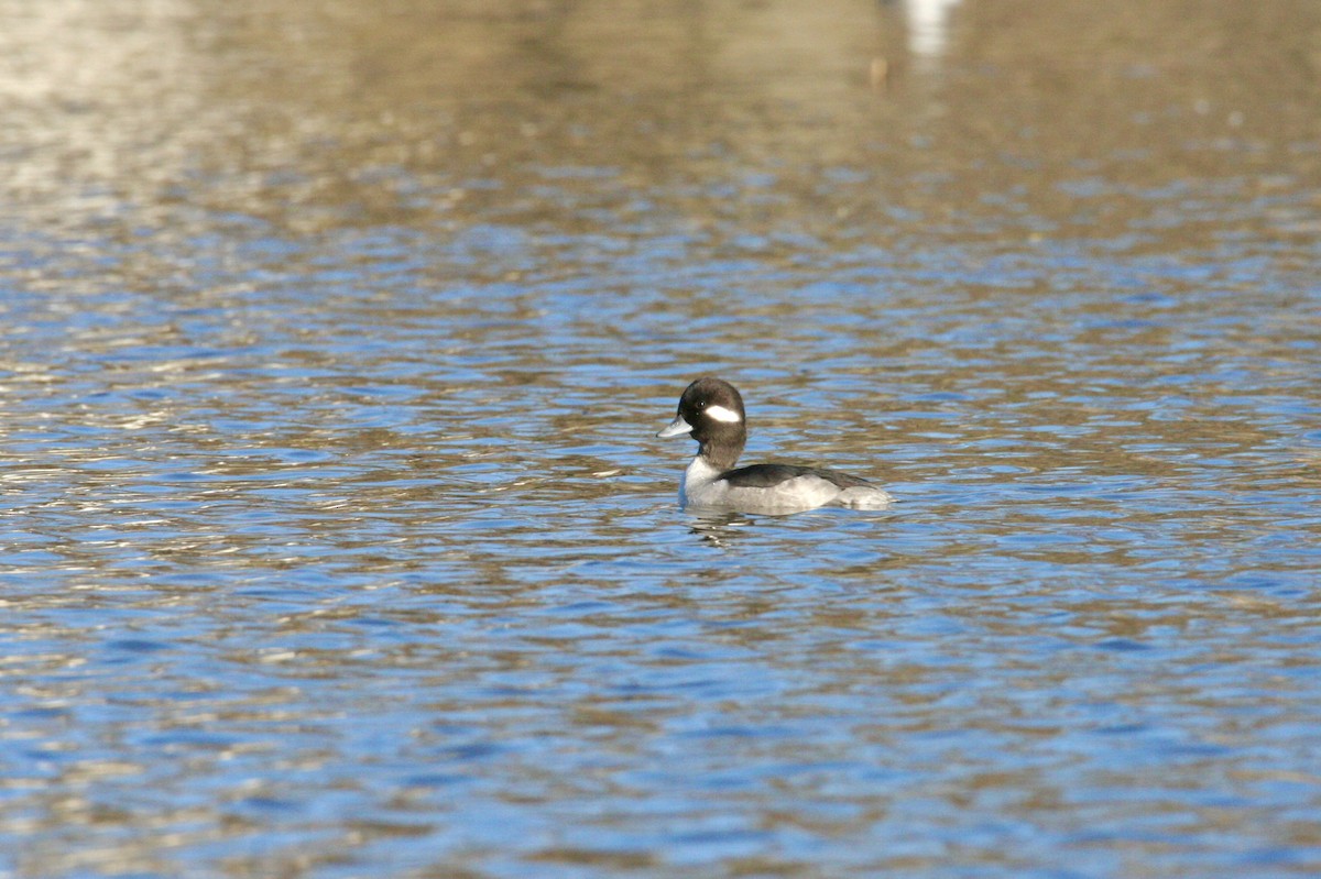 Bufflehead - ML646298700