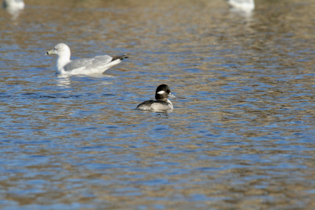 Bufflehead - ML646298701