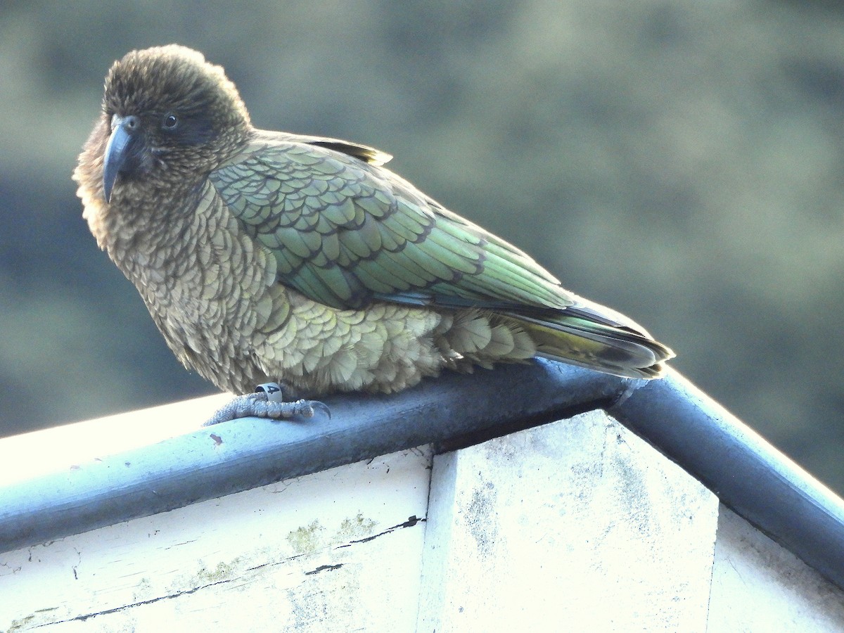 Kea - ML646298702