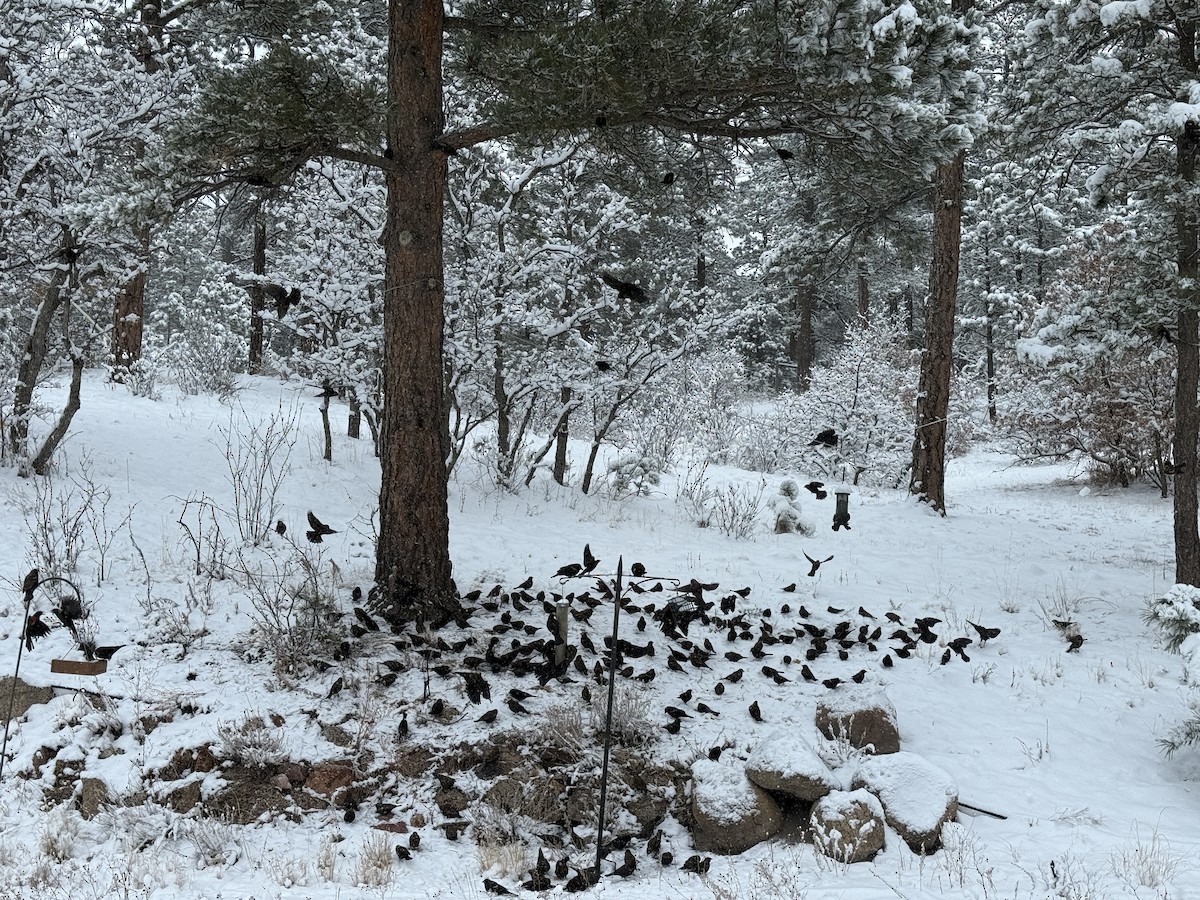 Red-winged Blackbird - ML646298703