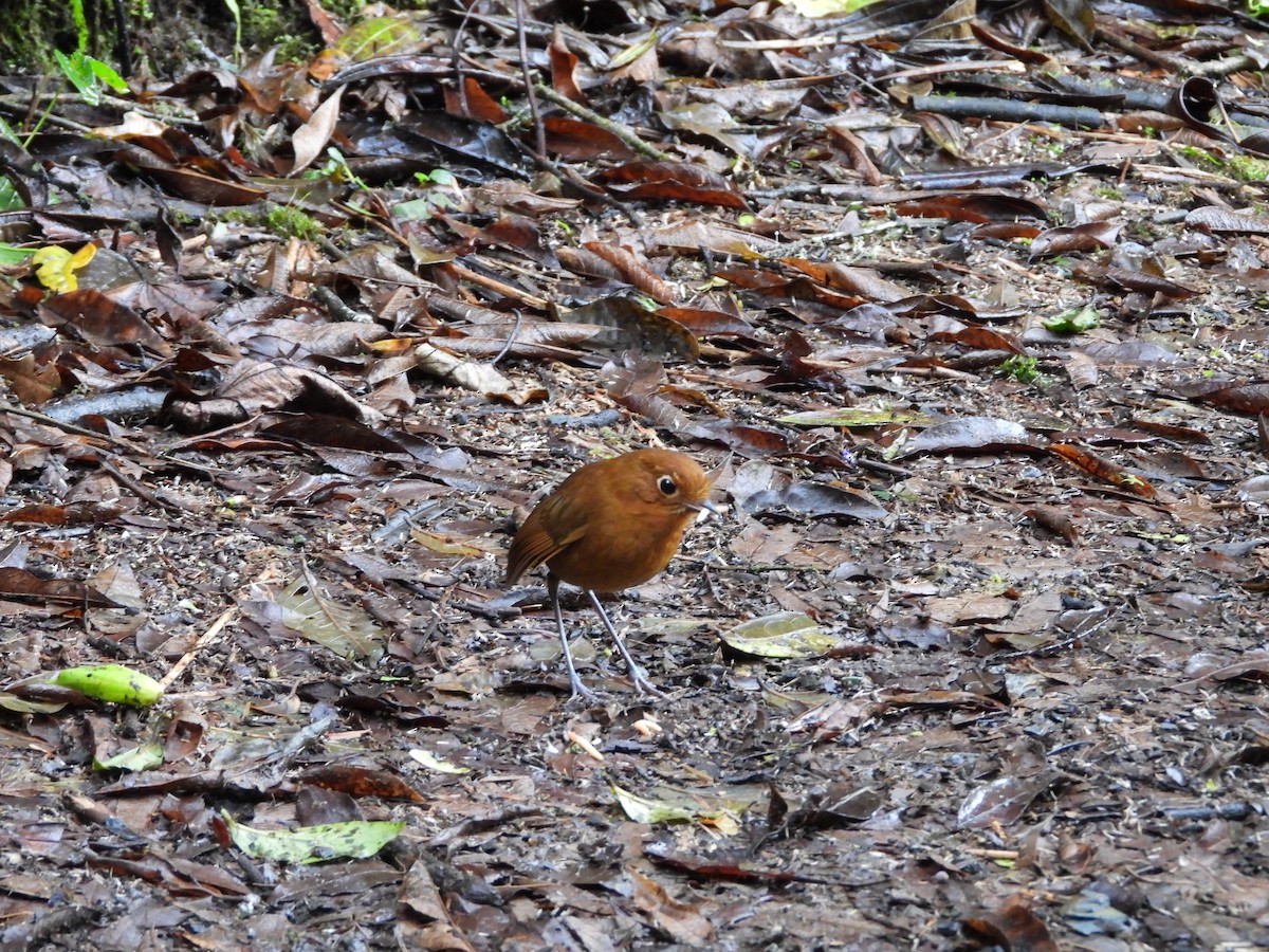 antpitta sp. (Rufous/Chestnut Antpitta complex) - ML646298706