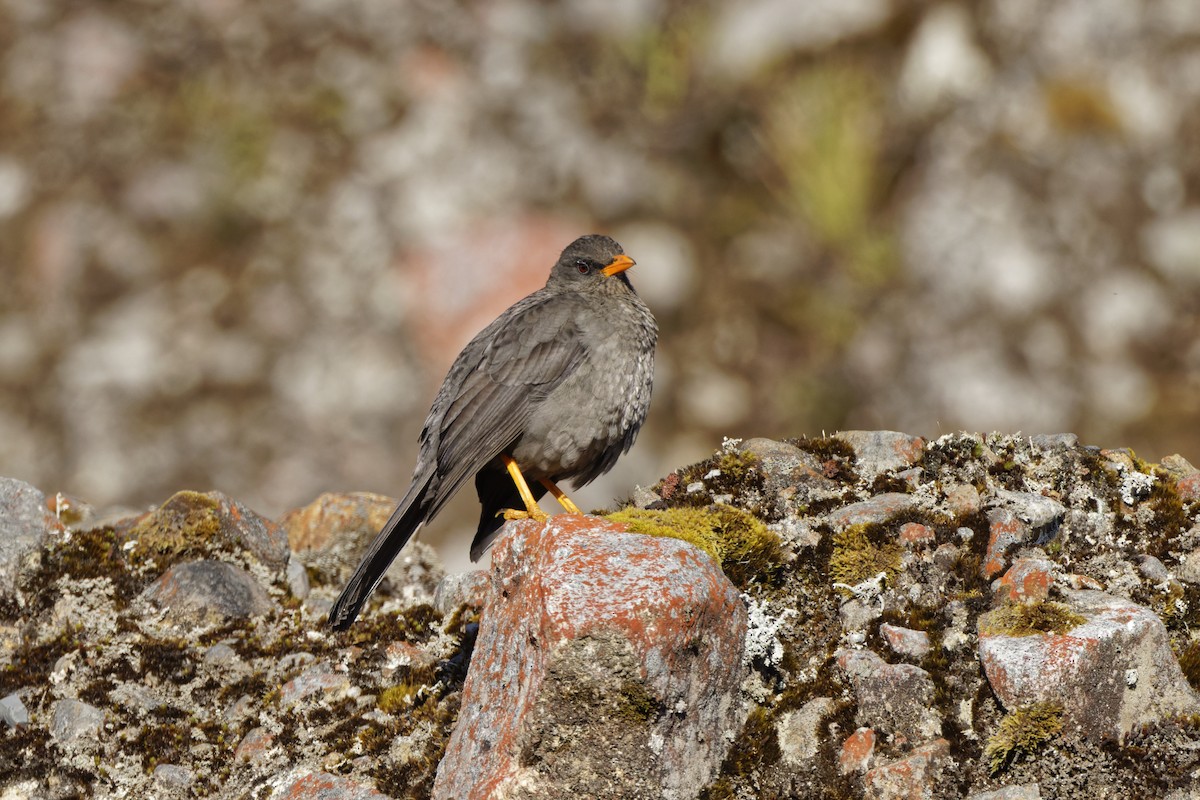 Great Thrush - ML646298709