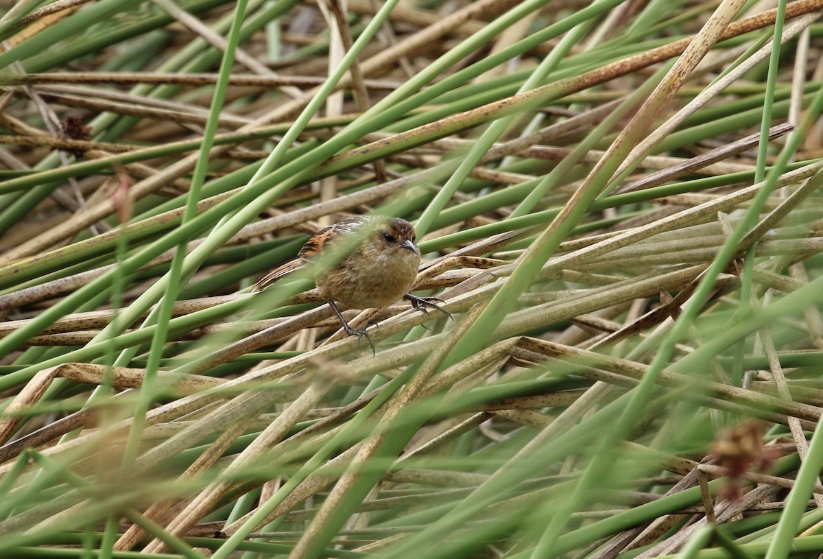 Wren-like Rushbird - ML646298714