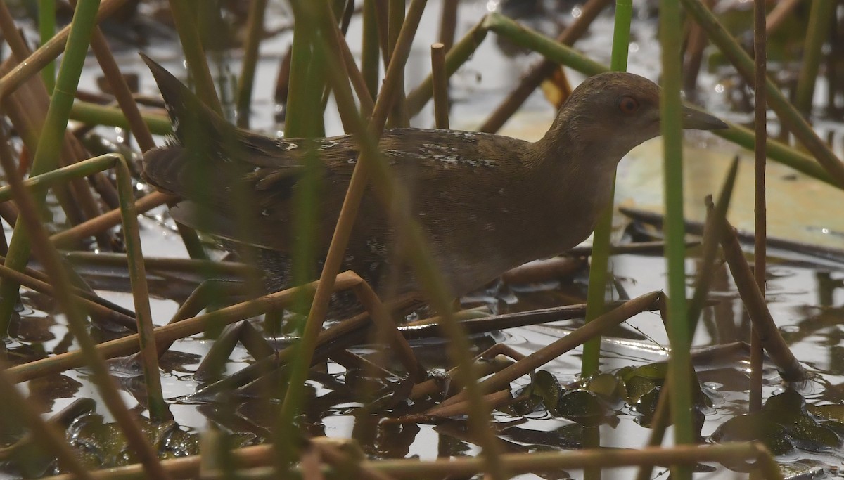 Baillon's Crake - ML646298717