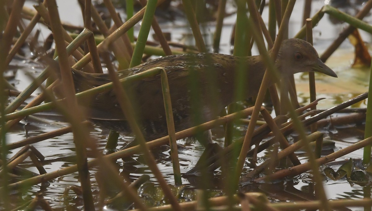 Baillon's Crake - ML646298720