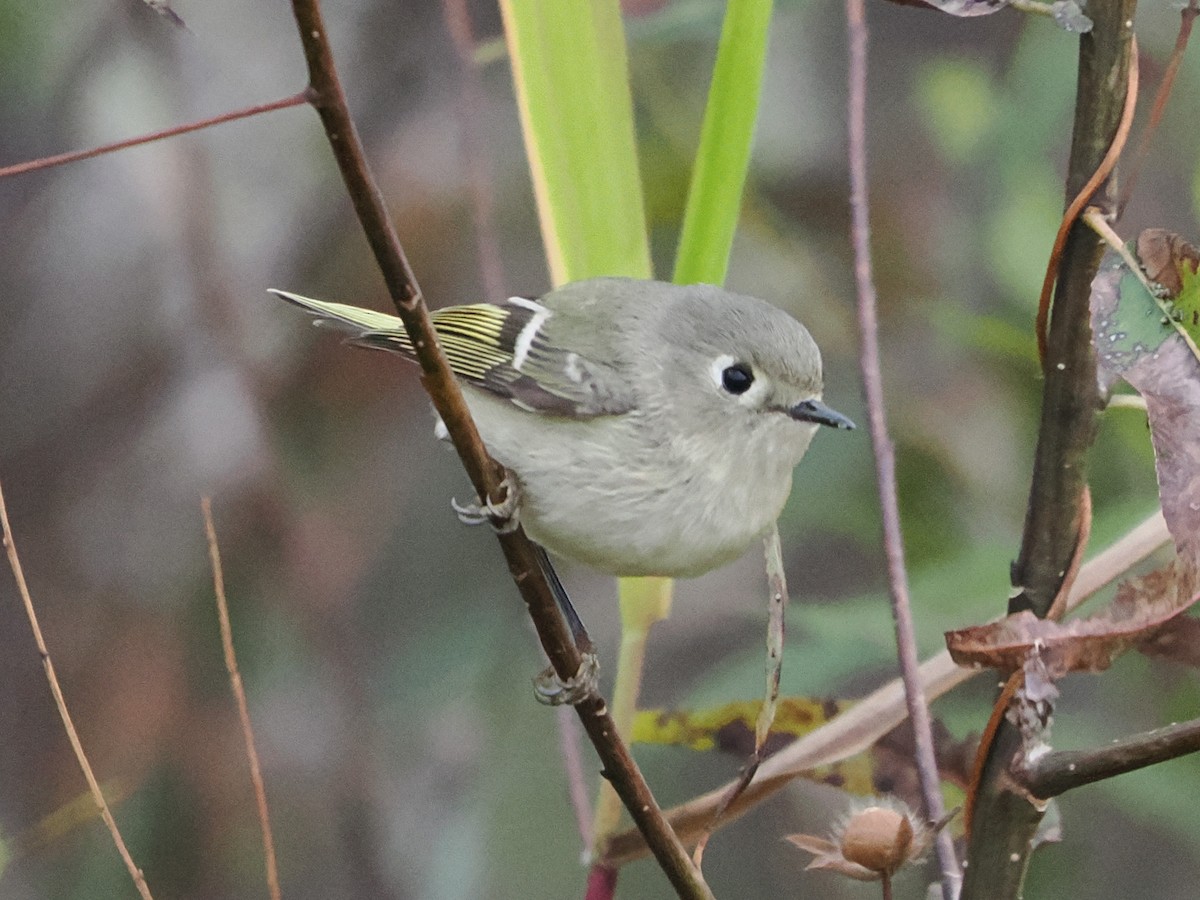 Ruby-crowned Kinglet - ML646298722