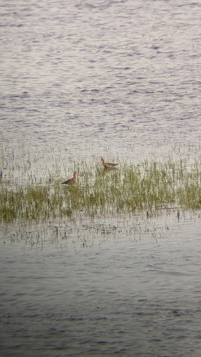 břehouš černoocasý - ML646298723